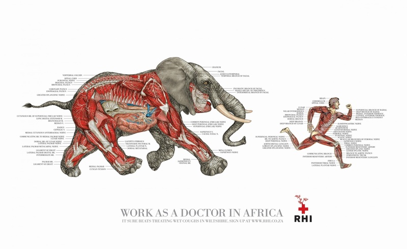 奔跑的大象和人肌肉剖面图