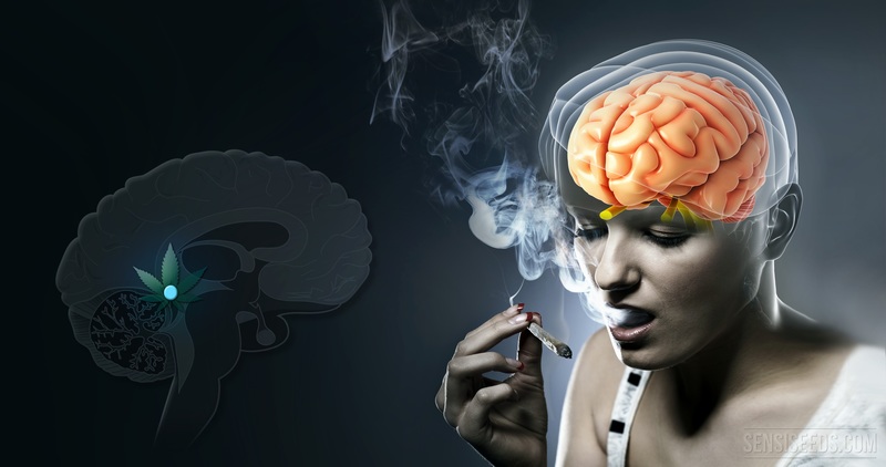 吸烟对大脑的危害示意图