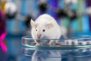 实验室里玻璃器皿上的小白鼠