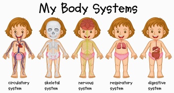 儿童身体系统器官结构教学图示