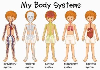儿童身体系统器官结构教学图示