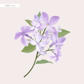 精美细腻的紫丁香水彩手绘插画