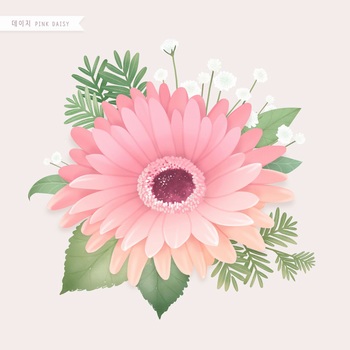 精美细腻的粉色雏菊水彩手绘插画