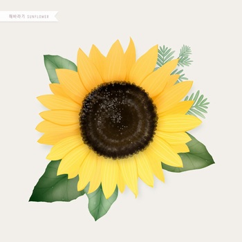 精美细腻的向日葵花水彩手绘插画