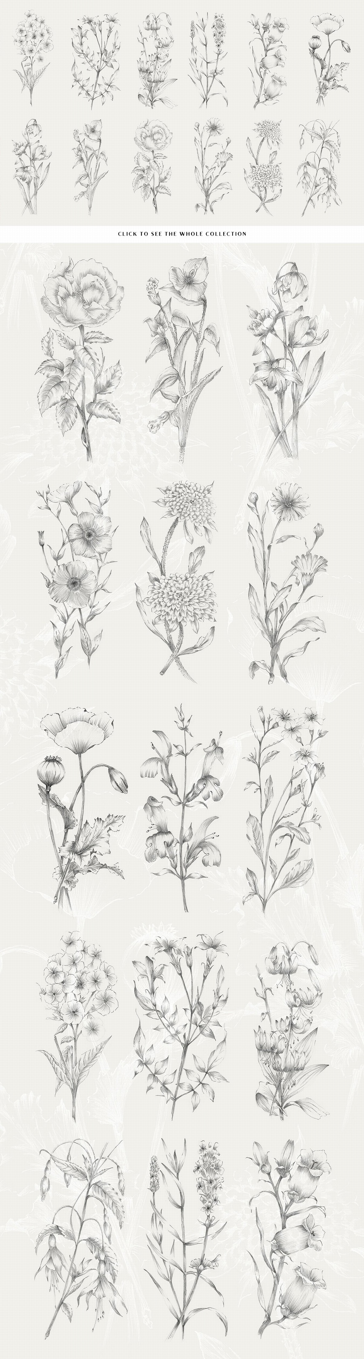 铅笔画手绘植物花卉图案PNG免抠图片笔刷