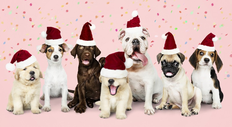 一群可爱的小狗戴着帽子庆祝圣诞节