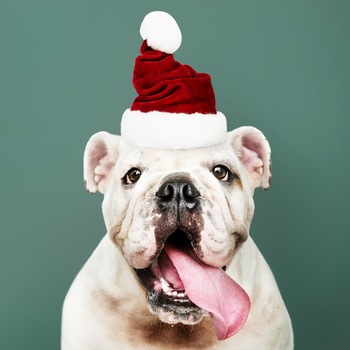 戴着圣诞老人帽子的宠物小狗