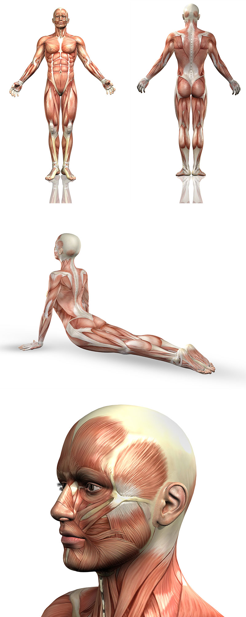 人体医学解剖肌肉分布图ppt背景图片
