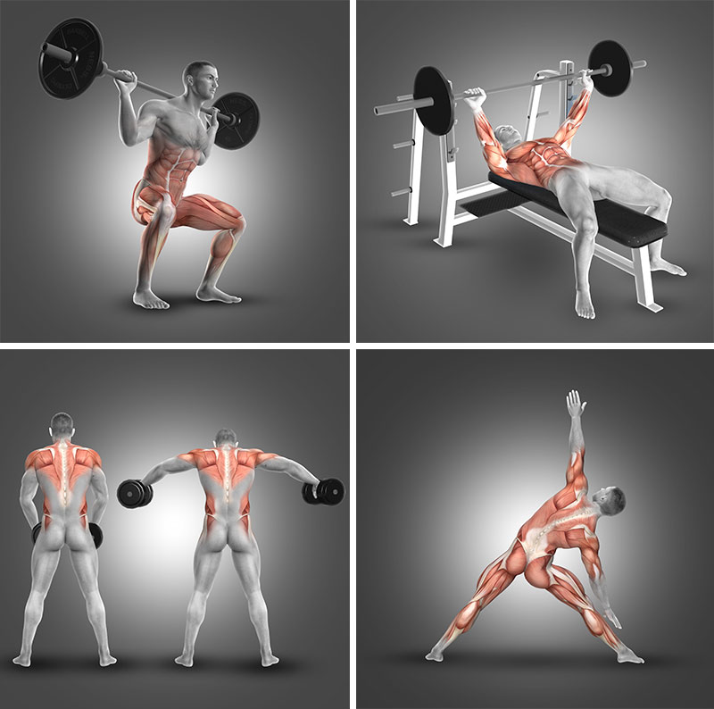 人体锻炼时发力的肌肉部位透视图