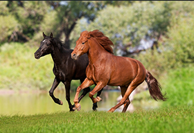 两匹在草地上奔跑的骏马