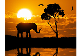 夕阳下的非洲大象剪影