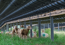 太陽能光伏板支架羊圈