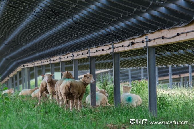 太阳能光伏板支架羊圈