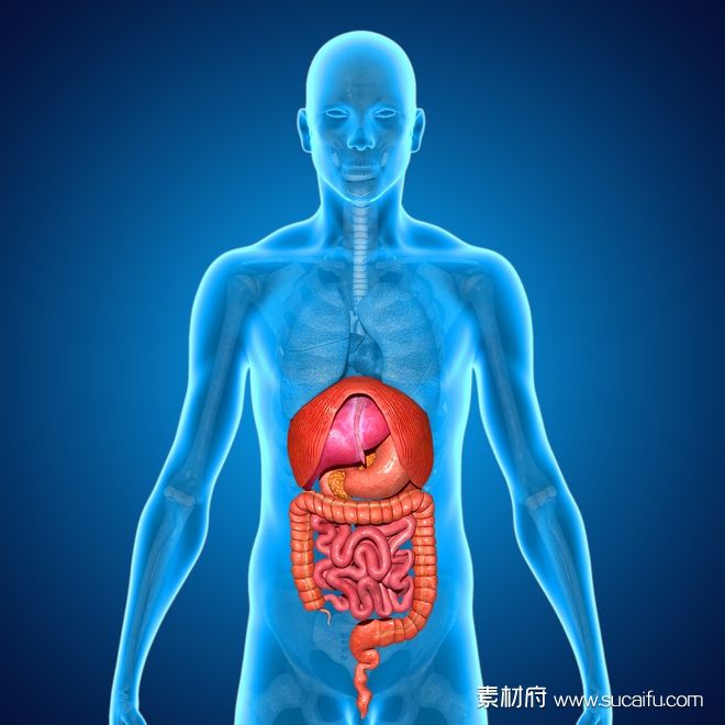 生物科技人体肠胃透视图