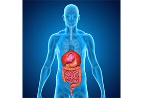 生物科技人體腸胃透視圖
