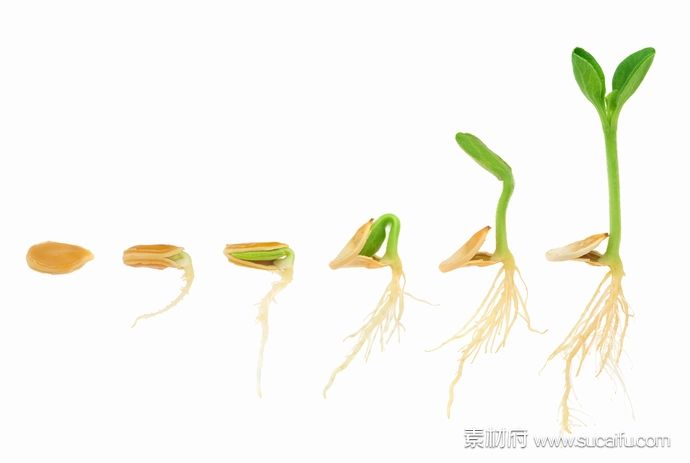 一颗种子发芽的过程高清图片